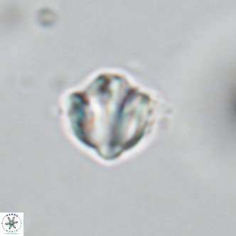 Discoaster catillomicros VR 18647