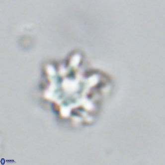 Discoaster catillomicros VR 18648