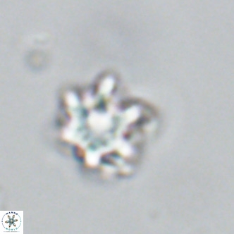 Discoaster catillomicros VR 18648