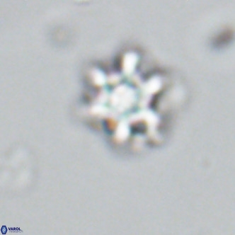 Discoaster catillomicros VR 18649