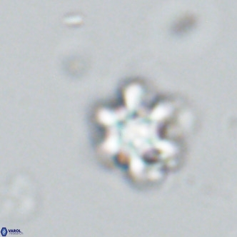 Discoaster catillomicros VR 18650