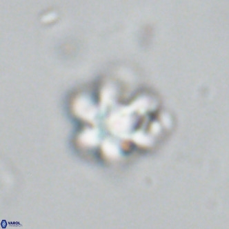 Discoaster catillomicros VR 18651