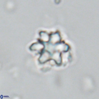 Discoaster catillomicros VR 18653