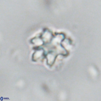 Discoaster catillomicros VR 18654