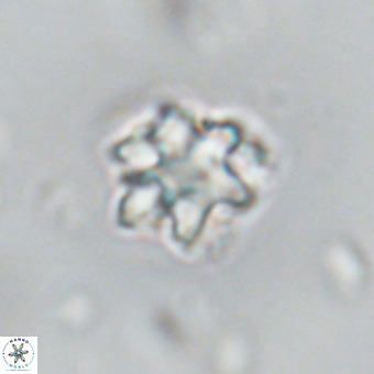Discoaster catillomicros VR 18654