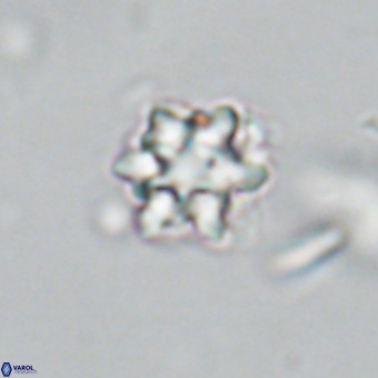 Discoaster catillomicros VR 18655