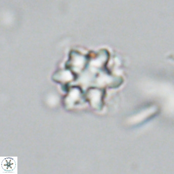 Discoaster catillomicros VR 18655