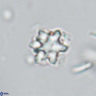 Discoaster catillomicros VR 18656