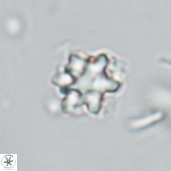 Discoaster catillomicros VR 18656