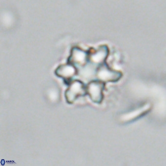 Discoaster catillomicros VR 18657