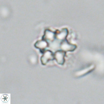 Discoaster catillomicros VR 18657