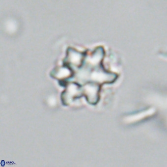 Discoaster catillomicros VR 18658