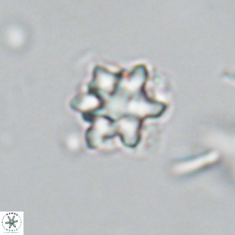 Discoaster catillomicros VR 18658