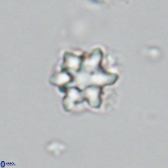 Discoaster catillomicros VR 18659