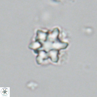 Discoaster catillomicros VR 18659