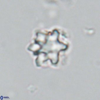 Discoaster catillomicros VR 18660