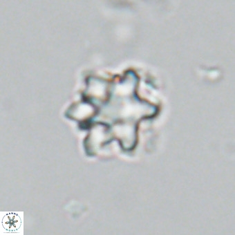Discoaster catillomicros VR 18660