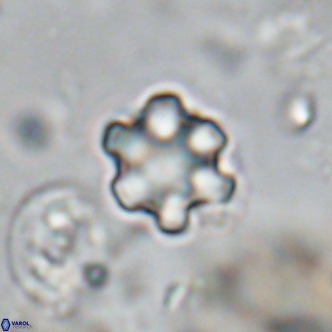 Discoaster catillomicros VR 18662