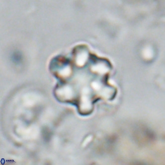 Discoaster catillomicros VR 18664