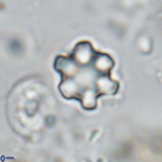 Discoaster catillomicros VR 18666