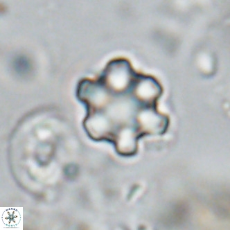 Discoaster catillomicros VR 18666