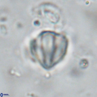 Discoaster catillomicros VR 18669