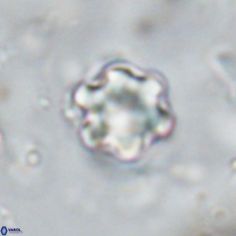 Discoaster catillomicros VR 18673