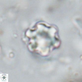Discoaster catillomicros VR 18673