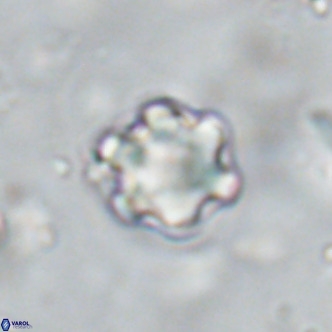 Discoaster catillomicros VR 18674