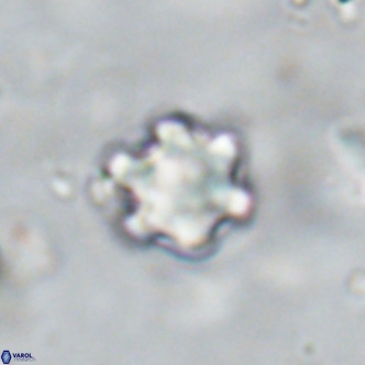 Discoaster catillomicros VR 18675