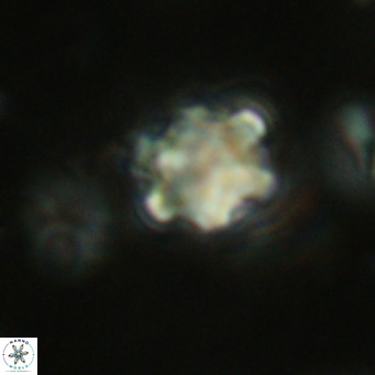 Discoaster catillomicros VR 18679