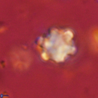 Discoaster catillomicros VR 18680