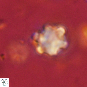 Discoaster catillomicros VR 18680