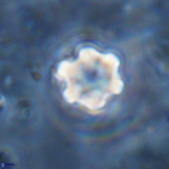 Discoaster catillomicros VR 18681