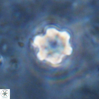 Discoaster catillomicros VR 18681