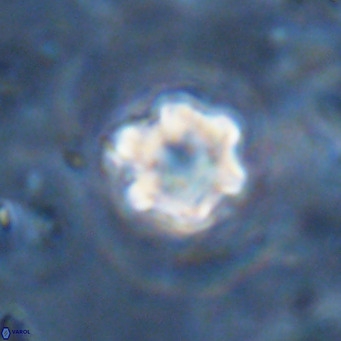 Discoaster catillomicros VR 18682