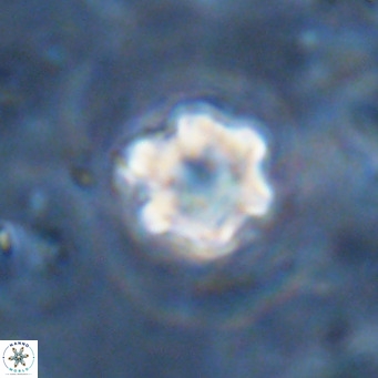 Discoaster catillomicros VR 18682