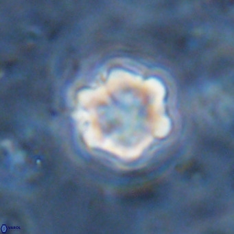 Discoaster catillomicros VR 18683