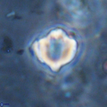 Discoaster catillomicros VR 18684