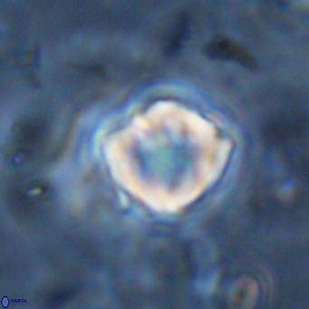 Discoaster catillomicros VR 18685