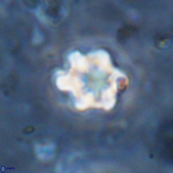 Discoaster catillomicros VR 18686