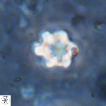 Discoaster catillomicros VR 18686