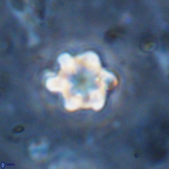 Discoaster catillomicros VR 18687