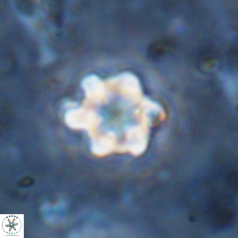 Discoaster catillomicros VR 18687