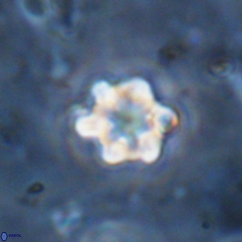 Discoaster catillomicros VR 18688