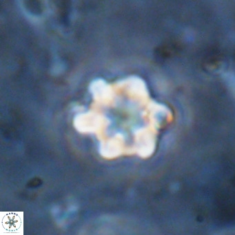 Discoaster catillomicros VR 18688