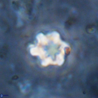 Discoaster catillomicros VR 18689