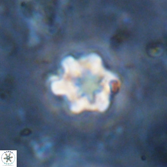 Discoaster catillomicros VR 18689