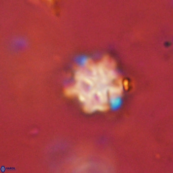 Discoaster catillomicros VR 18690