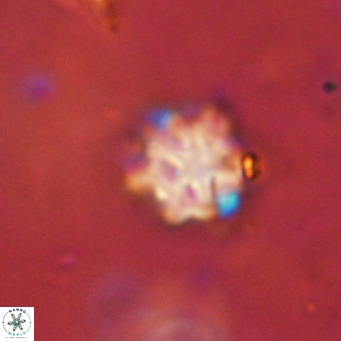 Discoaster catillomicros VR 18690